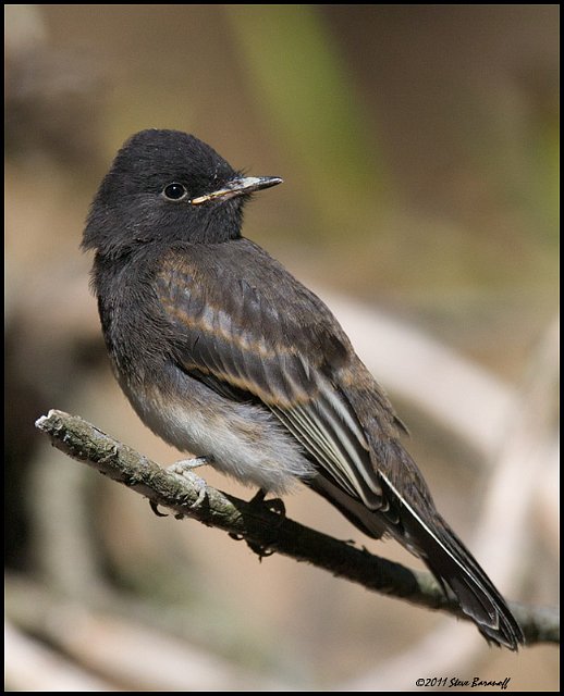 _1SB5510 black phoebe fledge.jpg